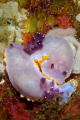 A pair of very large Chromodoris purpurea, probably just after mating, feeding and spawning. Shot using a Canon EOS 350D in Ikelite housing, Canon 100mm macro, Nikonos SB-105 strobe on manual. 